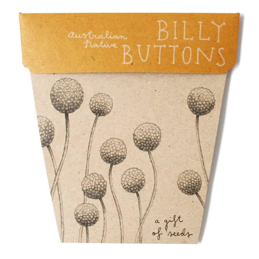 Sow n Sow- Billy Buttons Gift of Seeds