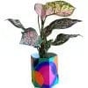 Load image into Gallery viewer, Sow n Sow- Pop Up Pot ‘Plant Party’

